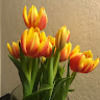 sudha_amarnath